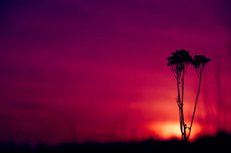 日落时分孤独的小草