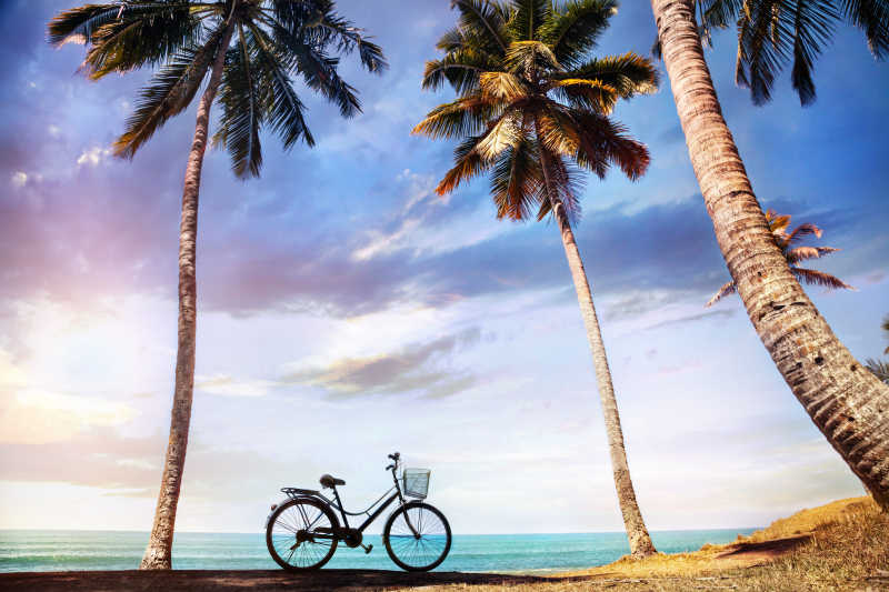 棕榈树下沙滩上的自行车