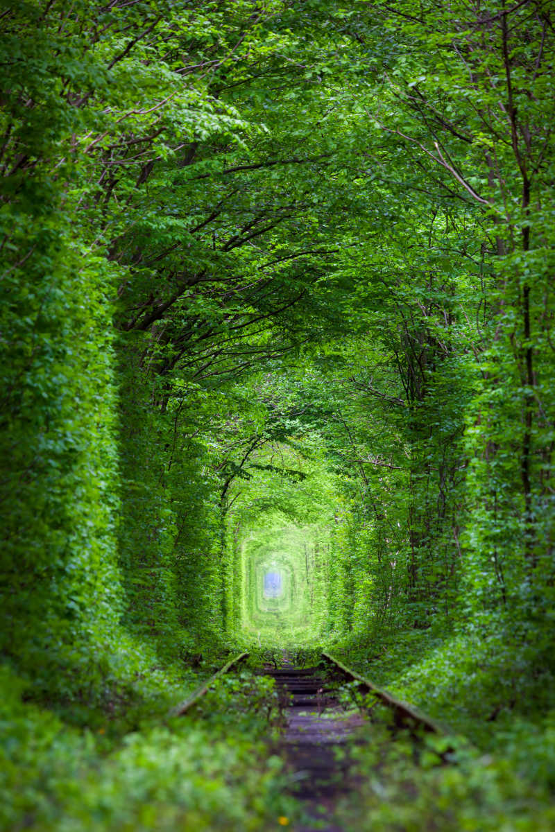 真实奇特的绿树隧道