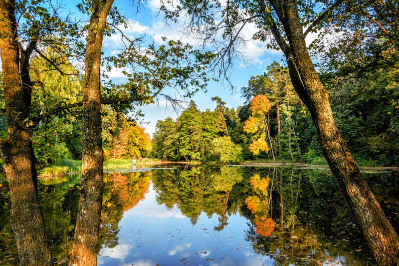 秋天公园的树木和清澈的湖水