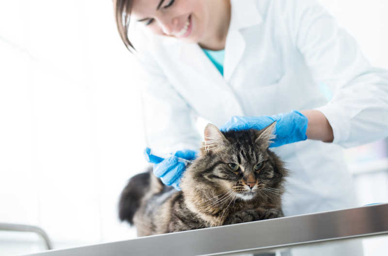 兽医给手术台上的猫注射疫苗