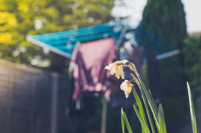 晾衣绳上的衣服和在花园里生长的水仙花