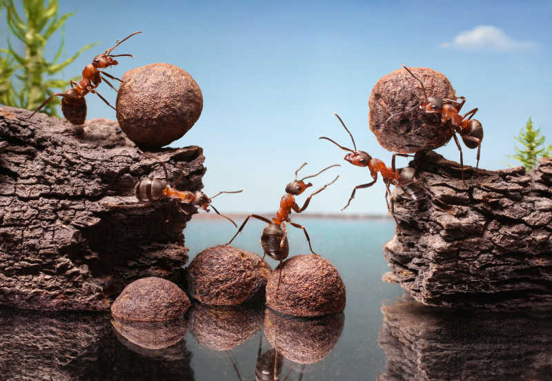 蚂蚁团队建设大坝