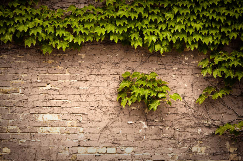 砖墙上的绿色植物