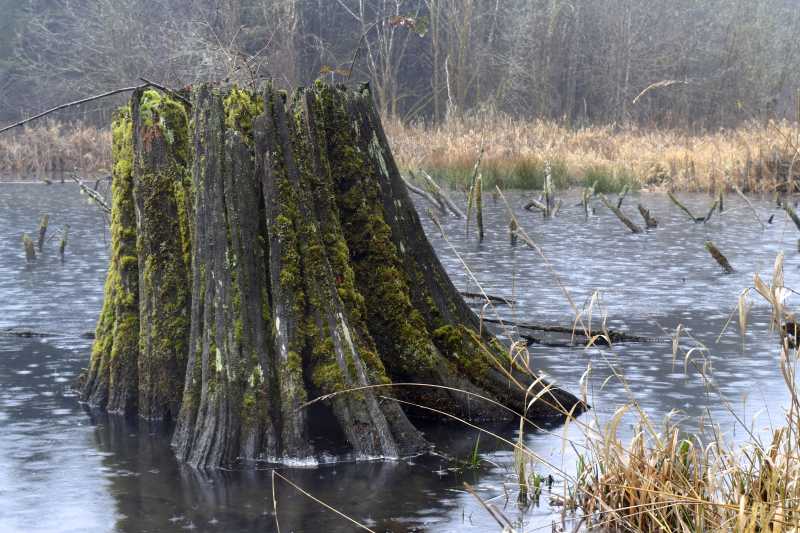 西北太平洋的池塘里生长的老树桩