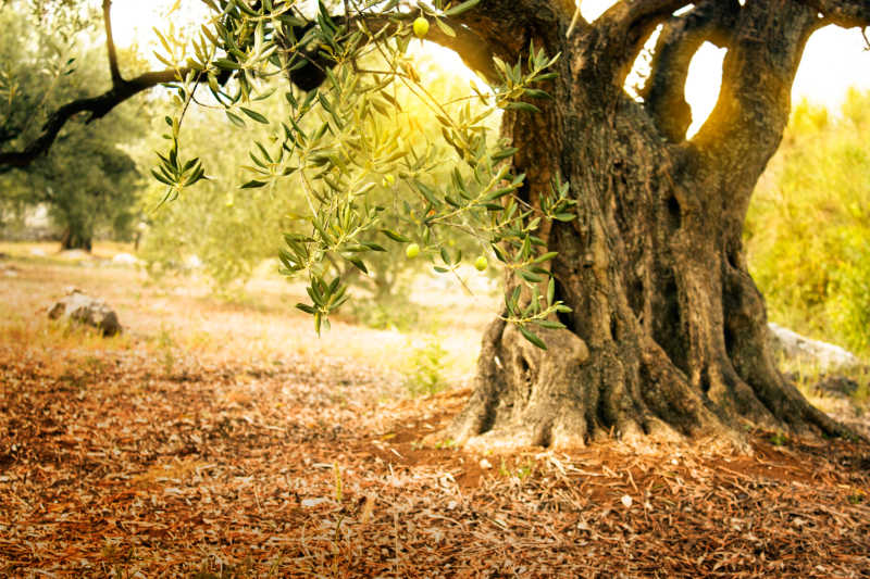 地中海栽培的老橄榄树