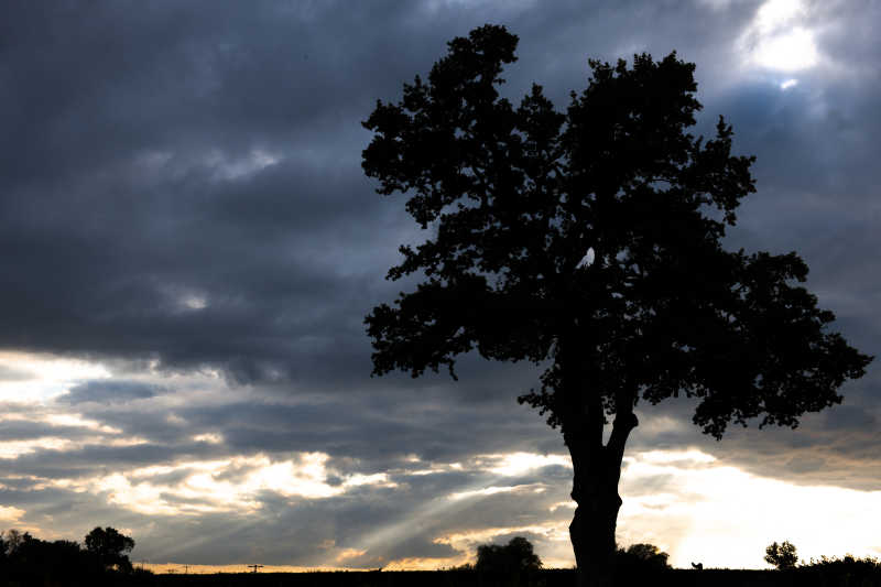 傍晚日落时分乌云下的古老橡树