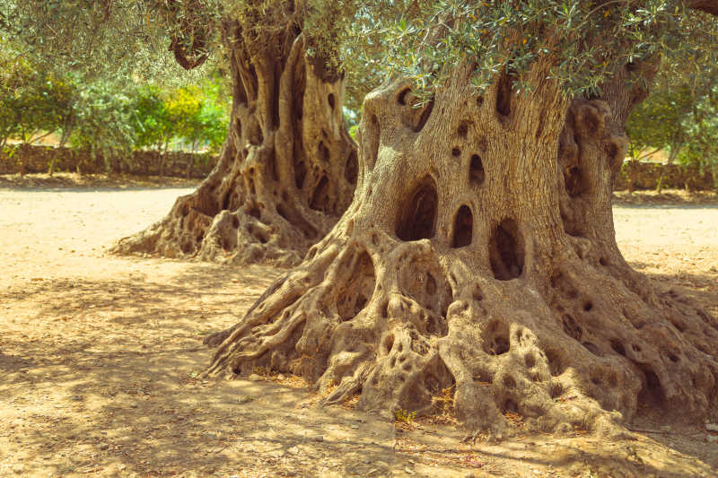 老橄榄树根和树干
