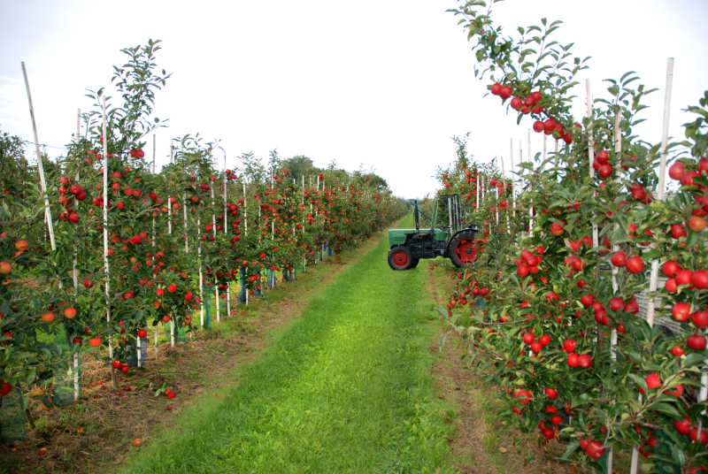 果园里收获静物苹果的农业