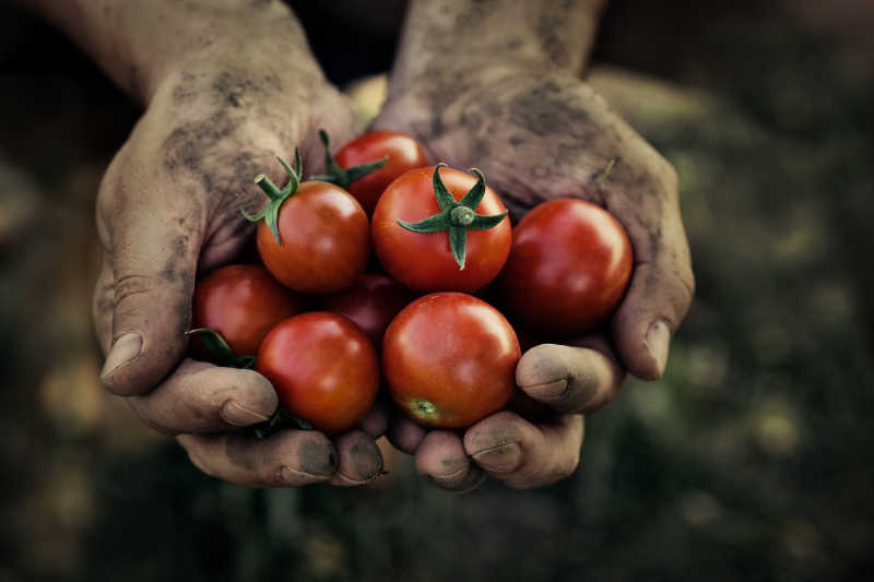 农民手中持有收获番茄