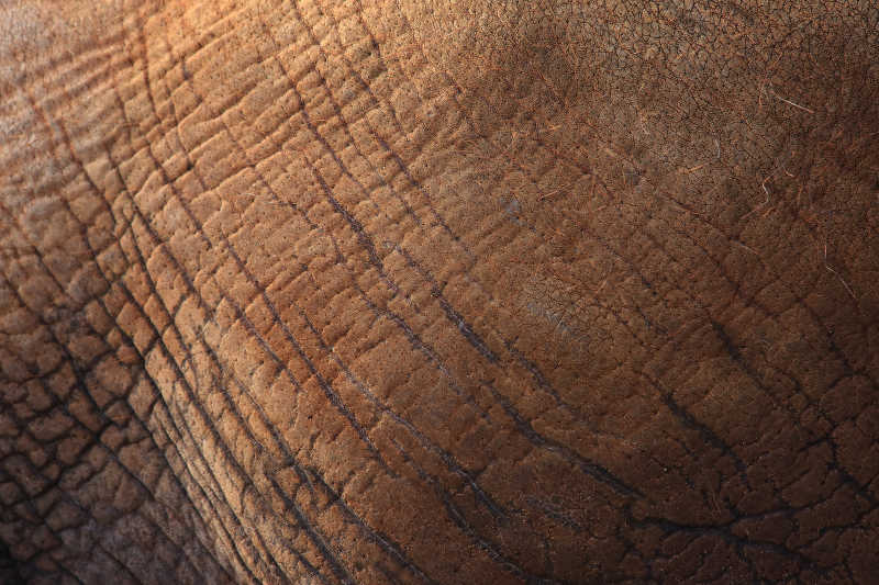 大象棕色的粗糙皮肤