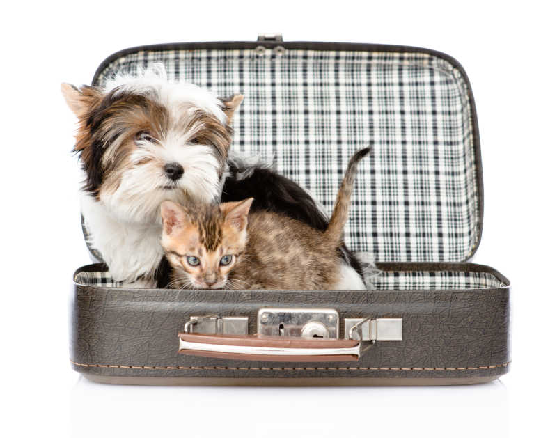 旅行箱里的小狗与小猫