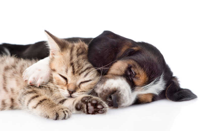 一起睡觉的小猫和小狗