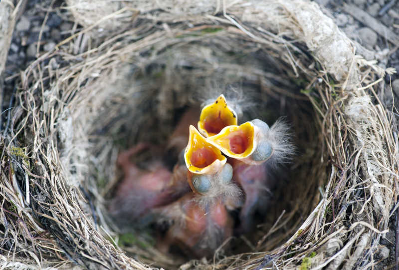 鸟巢里饥饿的鸟宝宝