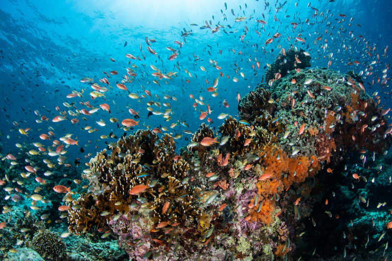 在海底的鱼群围绕着珊瑚