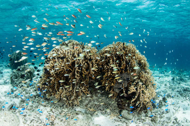 多种多样的鱼群环绕着珊瑚