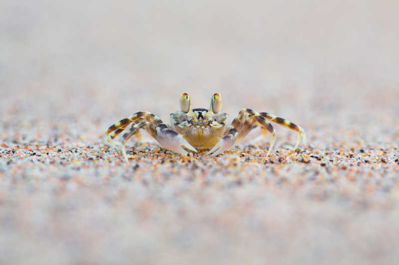 生存在沙滩上的小螃蟹