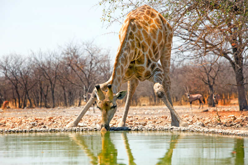 喝水的长颈鹿