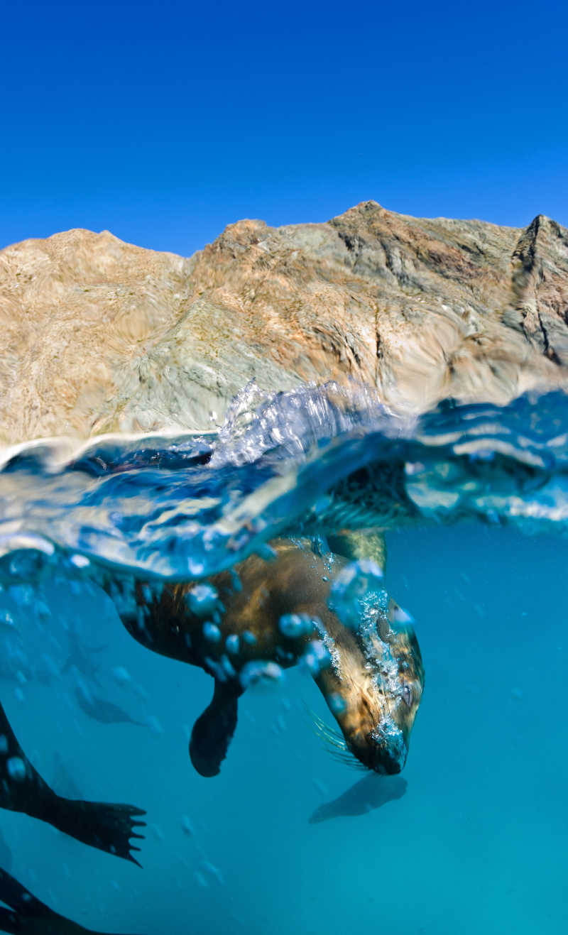 海水中的海狮