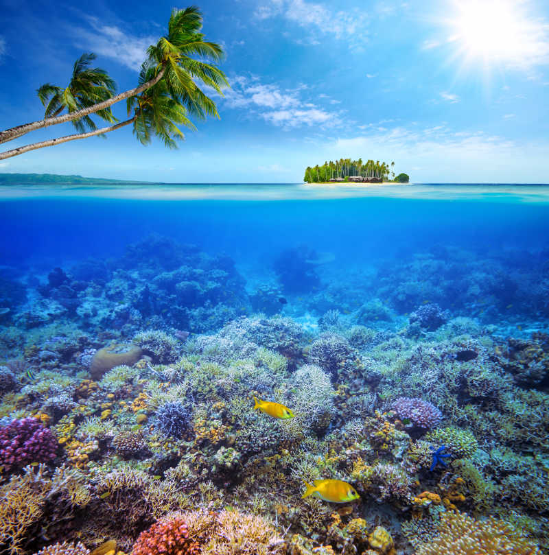 马尔代夫美丽的珊瑚礁