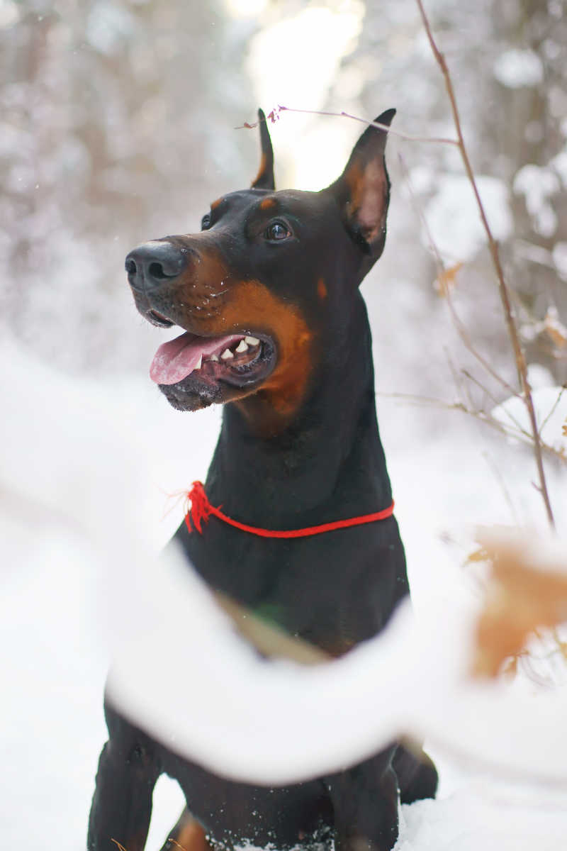 冬季森林的黑色杜宾犬