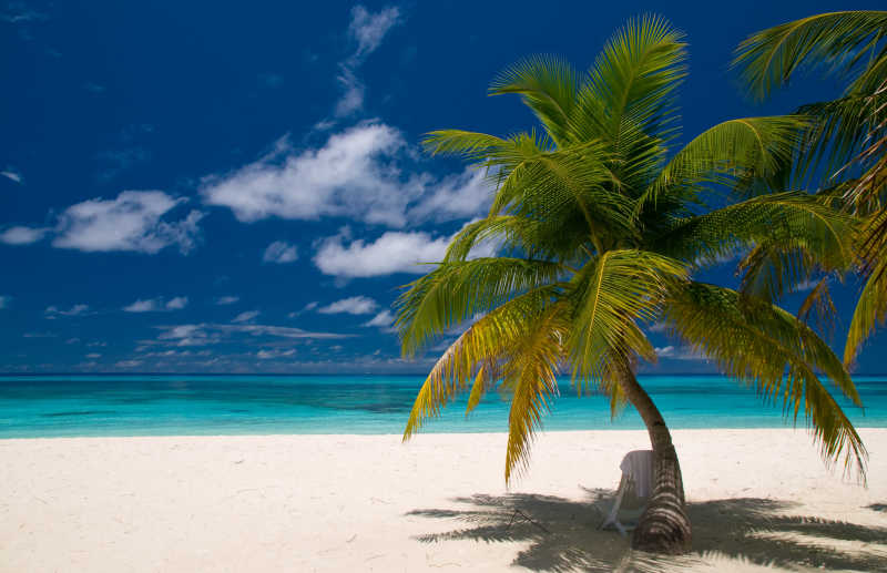 梦幻海滩上的椰树