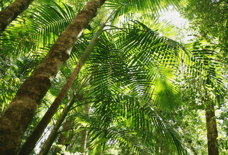 热带夏季森林树木