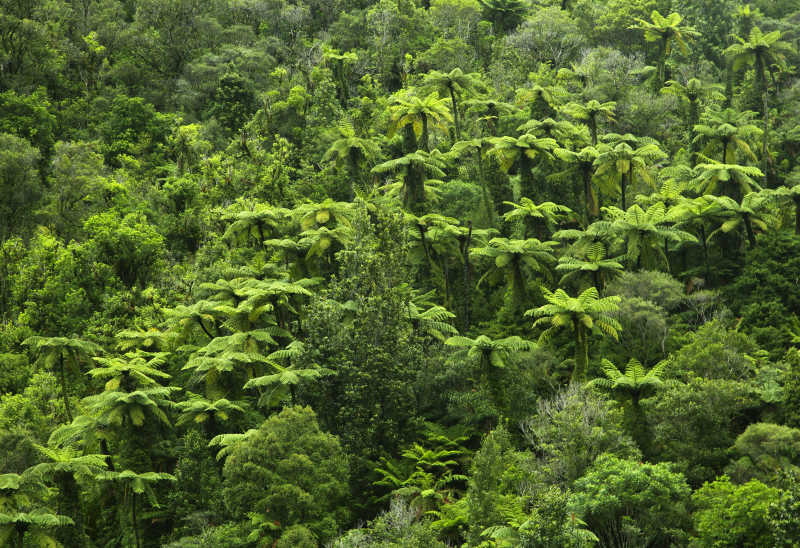 俯视下的热带森林树木