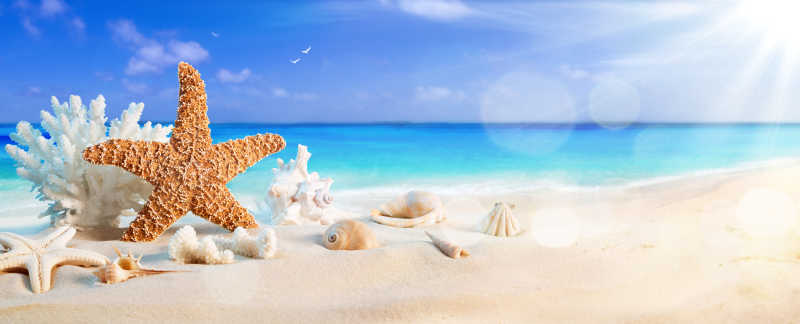 热带海滩上的贝类