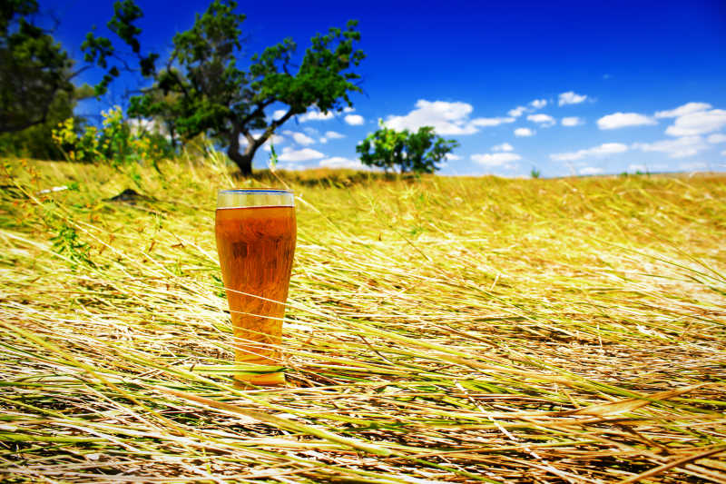 倾倒的小麦地里的一杯冰镇啤酒