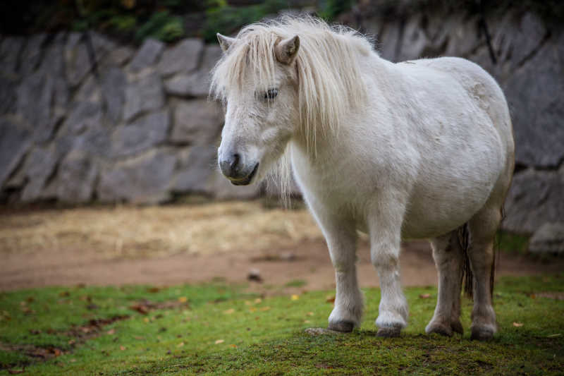 在山边的草地上的白色健壮的小马