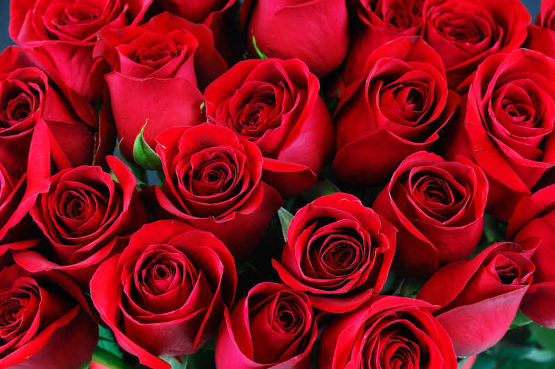 红色的玫瑰花背景