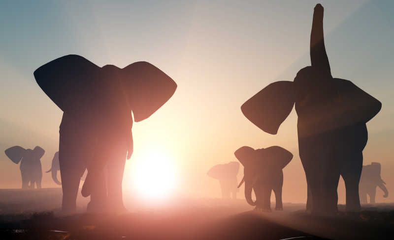 大象群走在夕阳