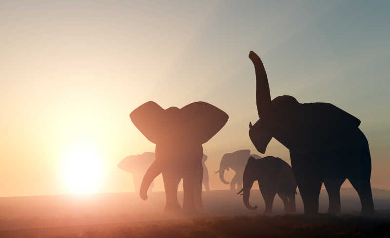 阳光下的大象群