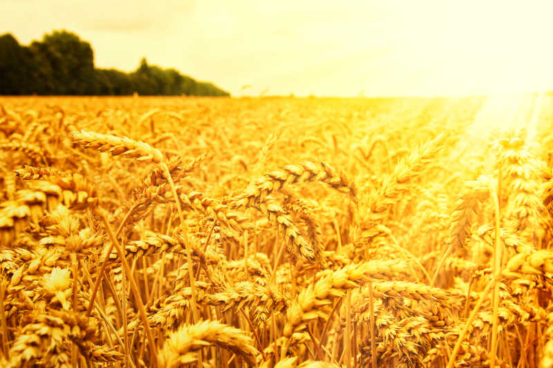 阳光下的金色小麦