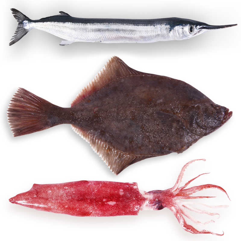 白色背景下的三条不同品种的鱼
