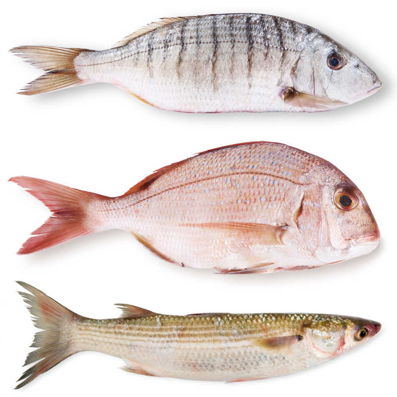 白色背景上三条不同颜色品种的鱼