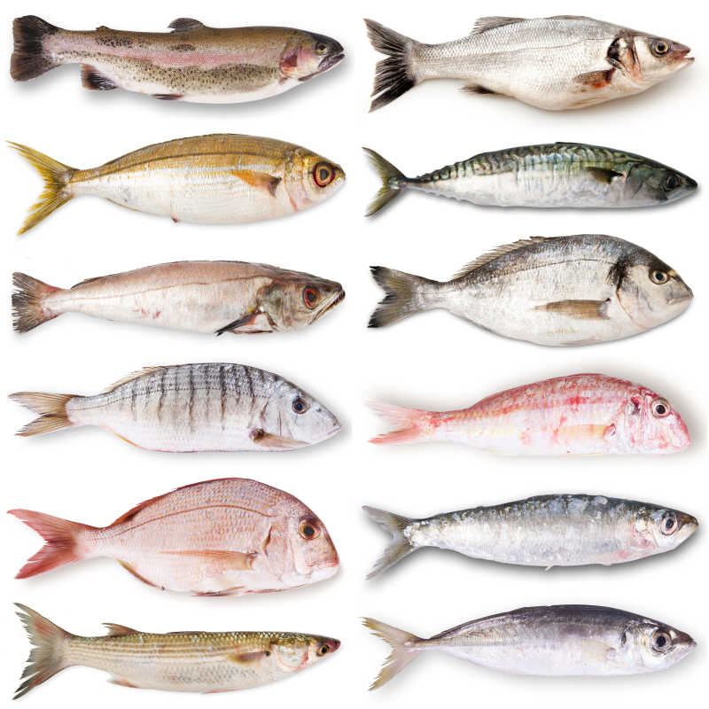 白色背景上排列整齐的不同颜色品种的鱼