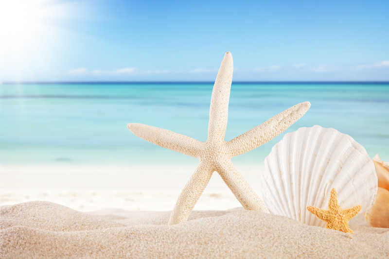 夏日海滩上的贝壳和海星