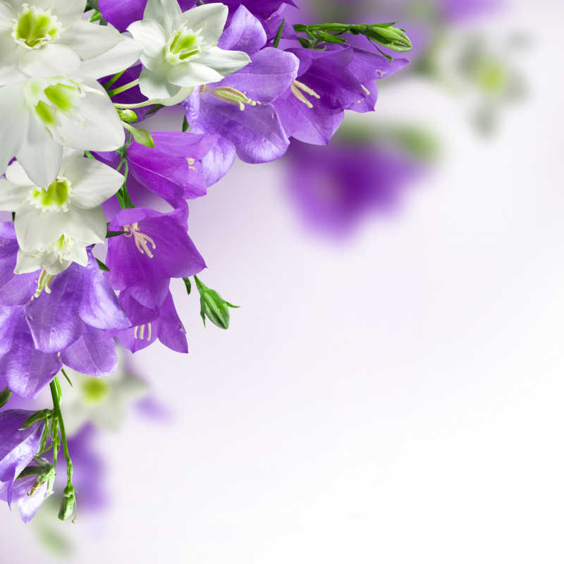 漂亮的紫色和白色的小花的背景
