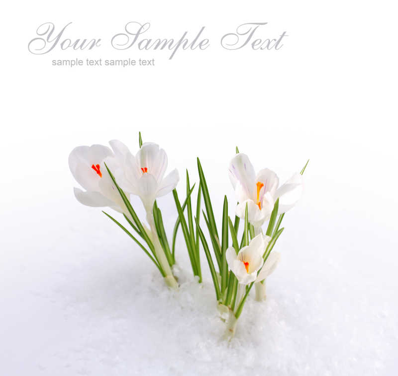 白雪中生长的白色小花背景