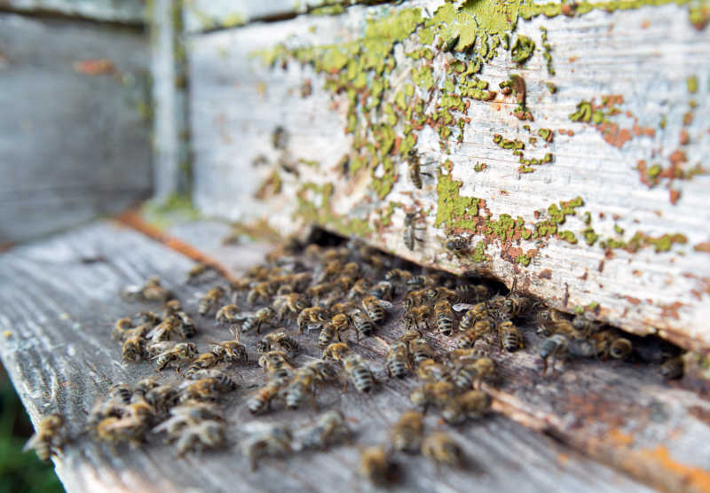 旧蜂箱前面的蜜蜂