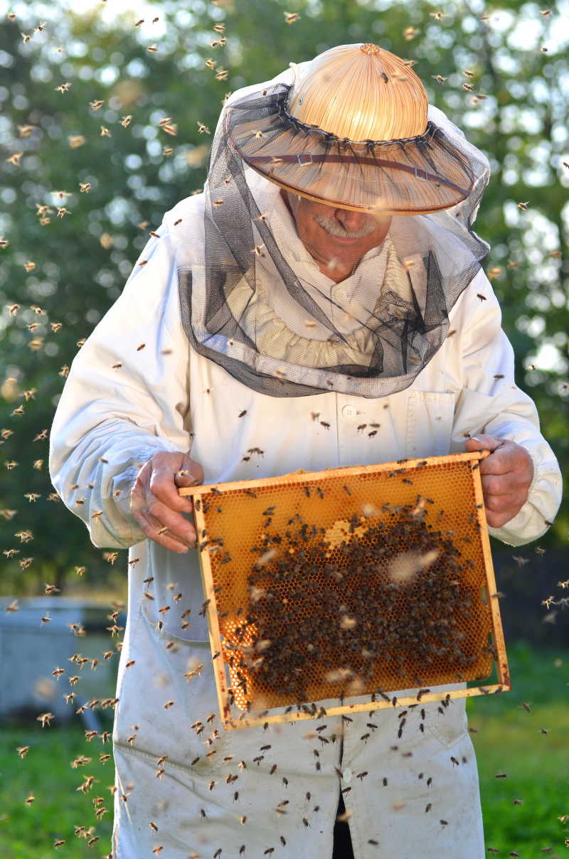 养蜂人与蜜蜂