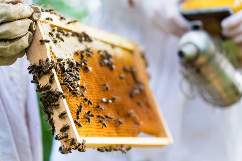 养蜂人拿着蜂盘在工作