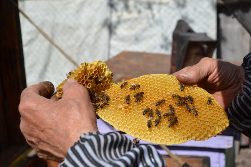 养蜂人抓住蜂巢把它从一个超级盒子里取出并检查它