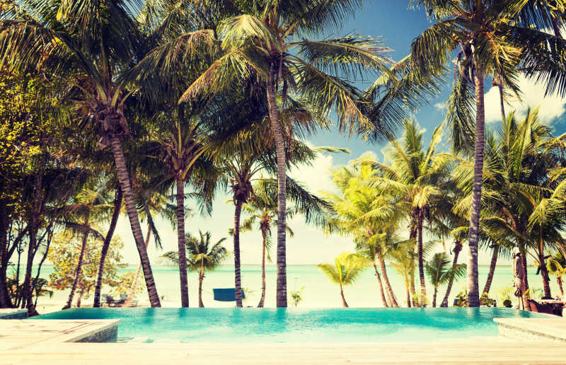 热带海滩上蓝天下游泳池旁边的棕榈树