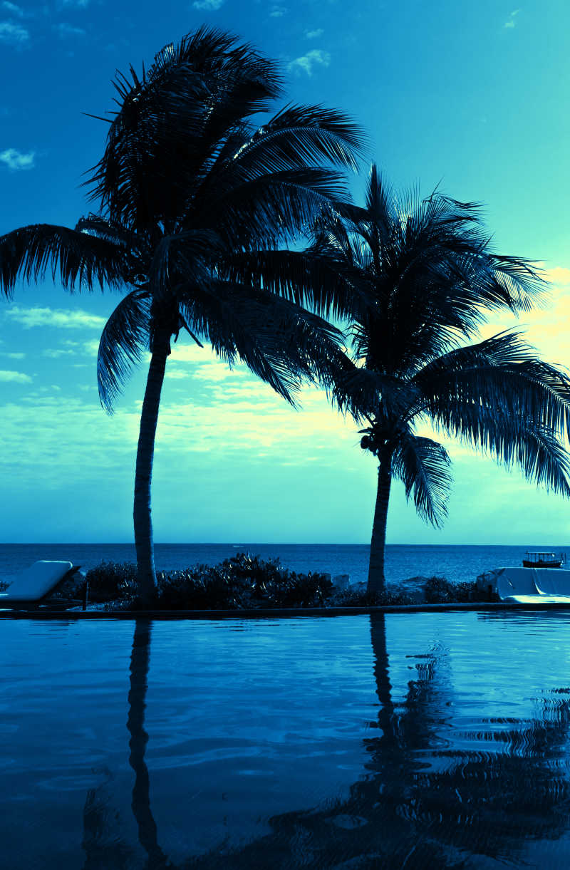 蓝天下的海滩上棕榈树剪影