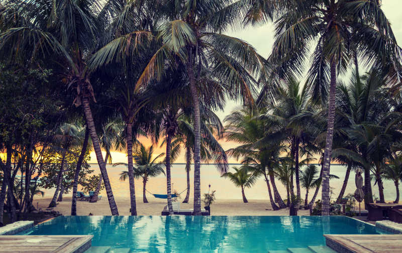 热带海滩游泳池旁边的茂盛的棕榈树美景