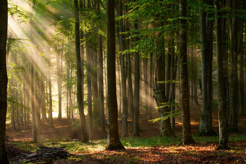 阳光透过秋天的森林落在地面上