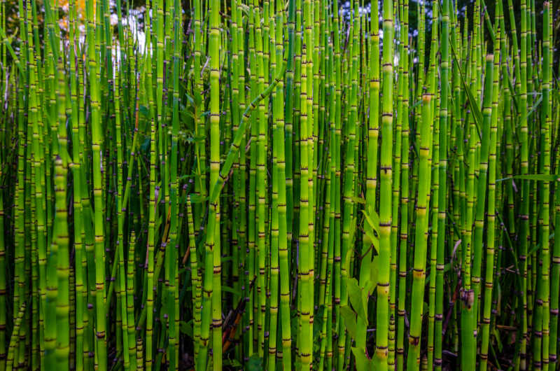 斯特拉斯堡的绿色竹子